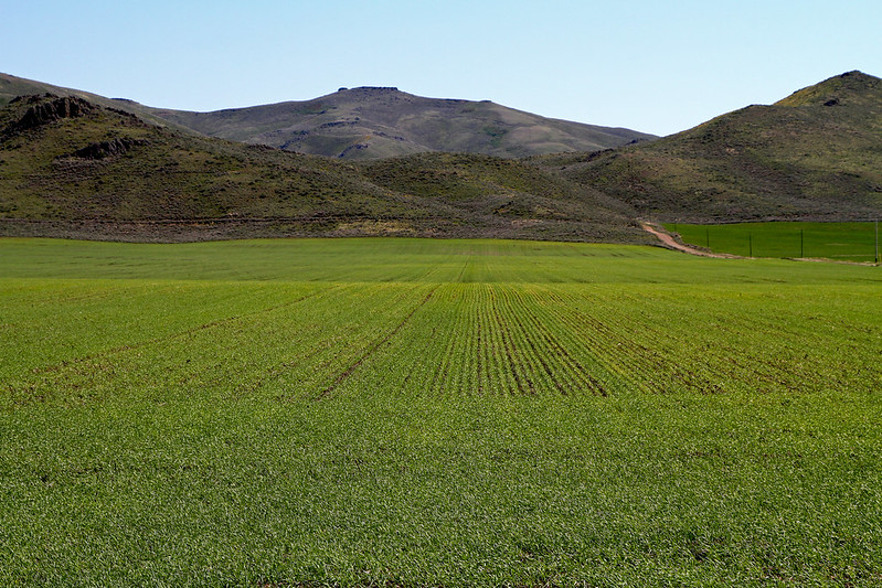 green farm field