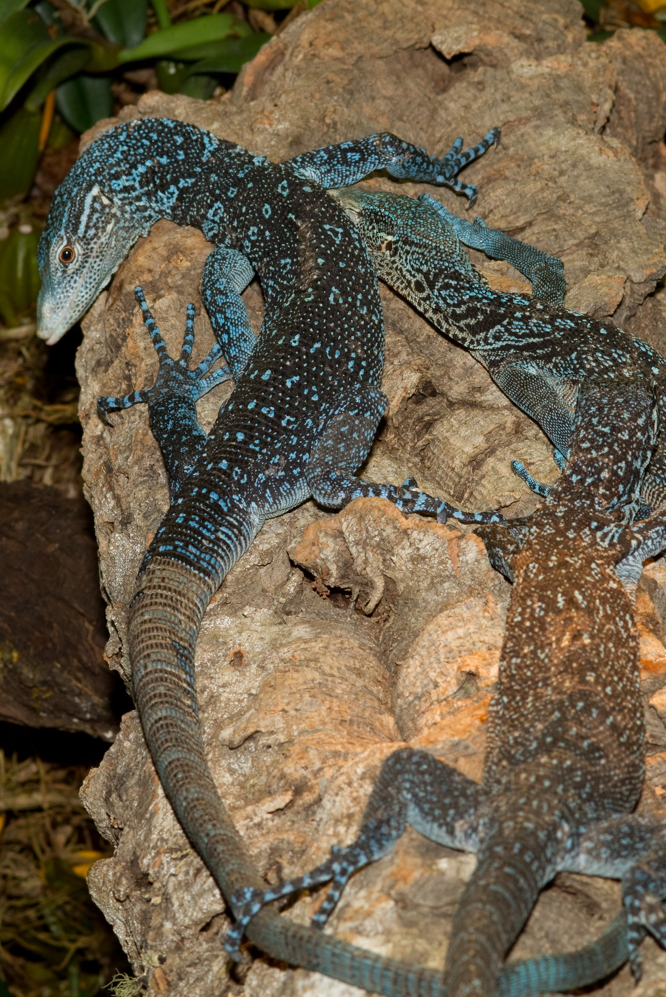 blue lizards on a blue surface