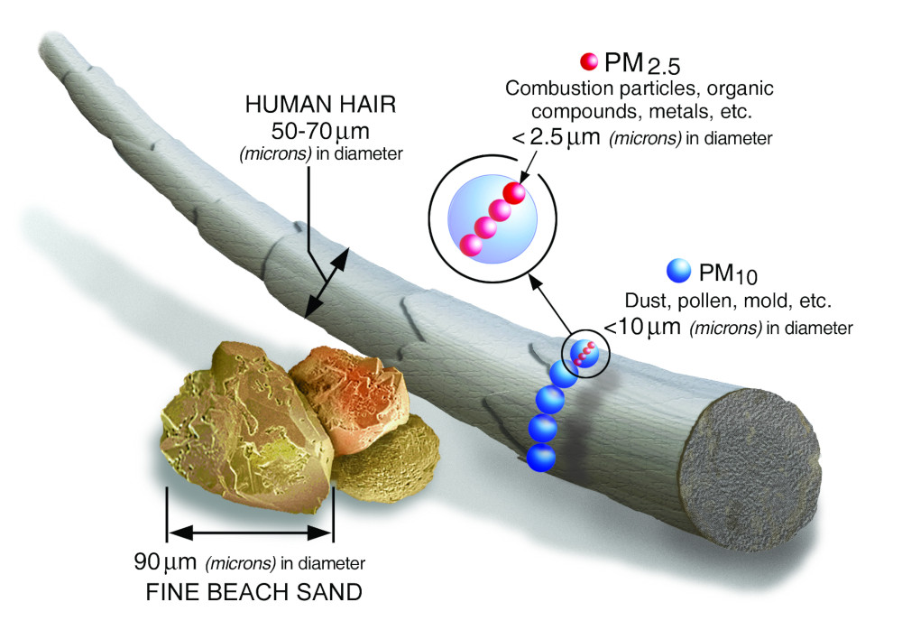 Medical illustration depicting relative size of particulate matter