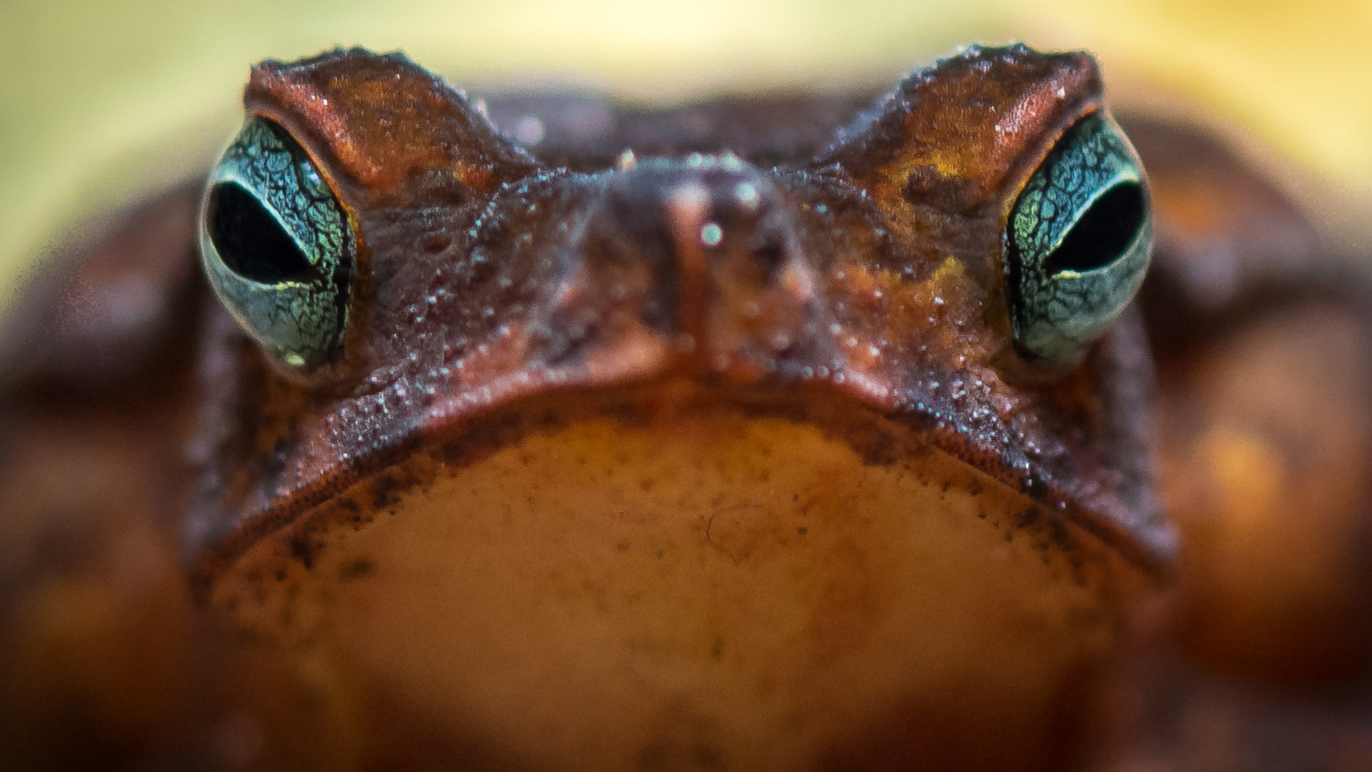 Close-up of a red toad's face