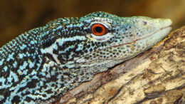 A blue-patterned lizard with red eyes stares into the camera