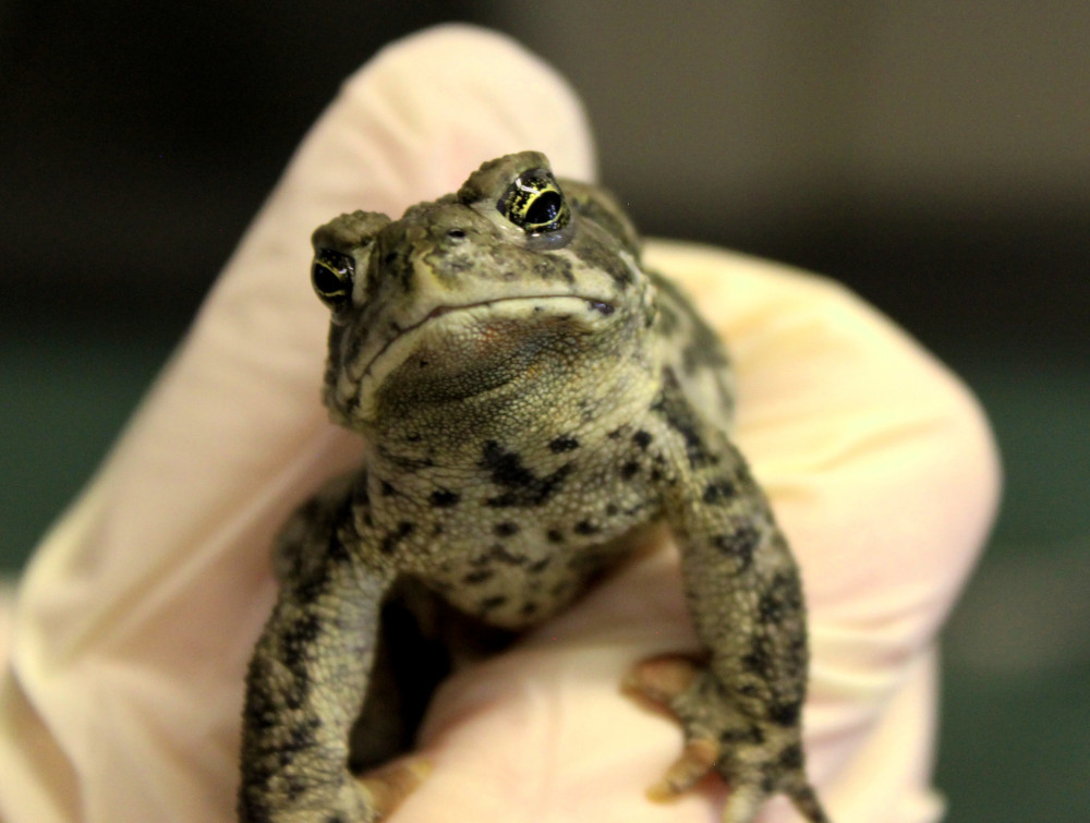 A toad held in a gloved human hand