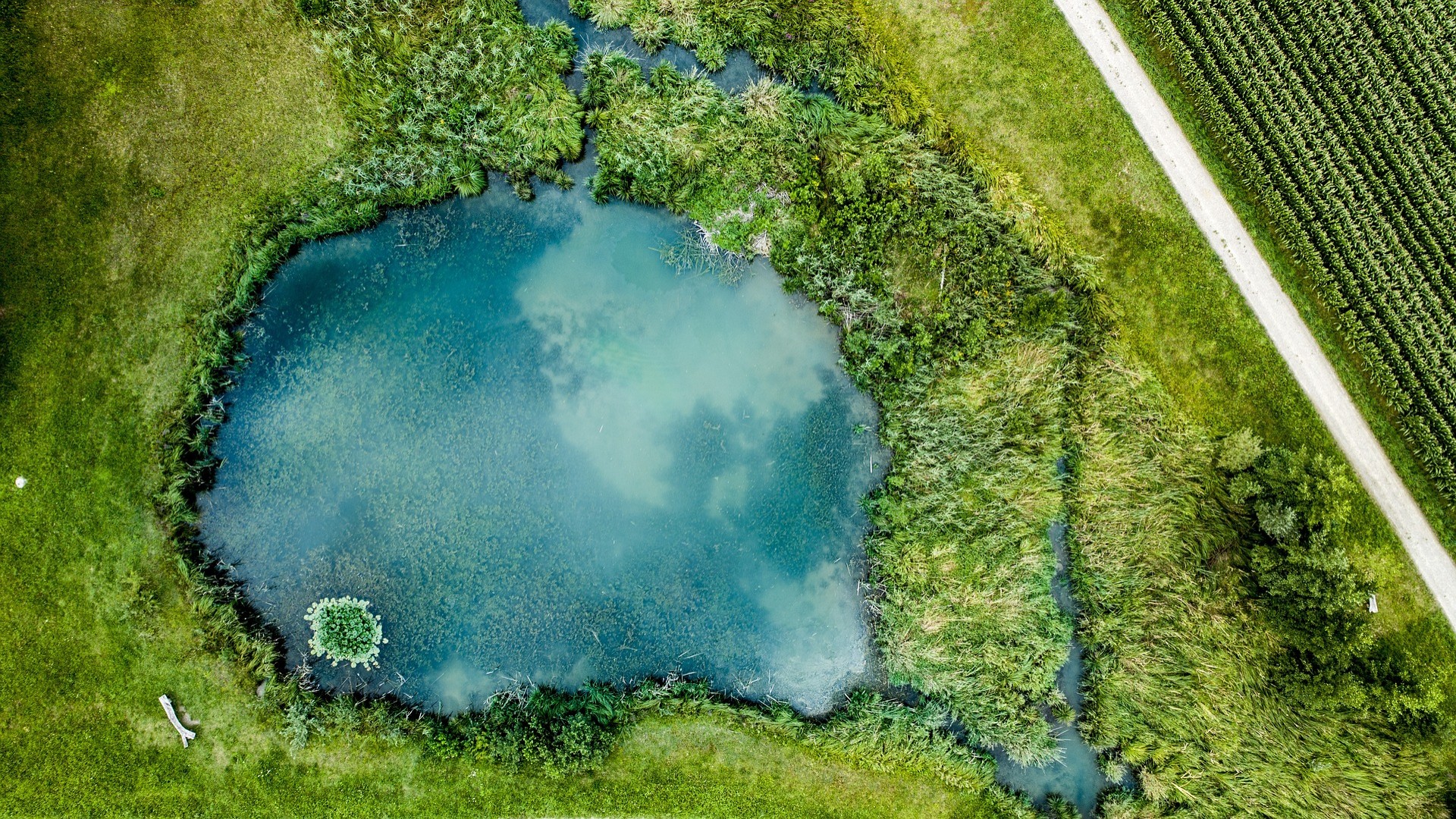 Why Scientists Are Rallying to Save Ponds • The Revelator