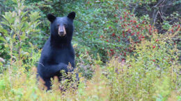 Black bear standing among vegetation