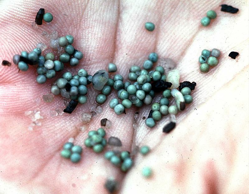 Horseshoe crab eggs rest in a human palm.