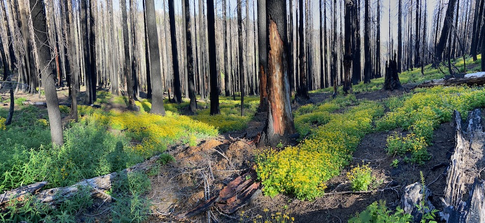 Yellow and green plants blanket forest floor with burned trees.