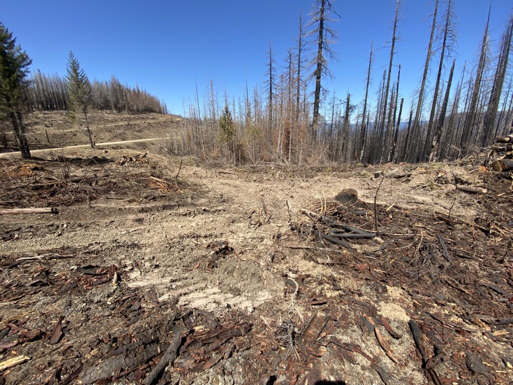 Cleared trees and bare dirt with burned trees in background