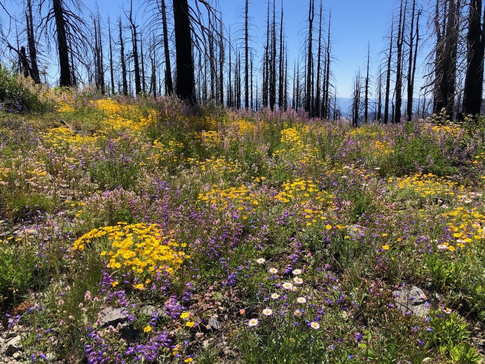 Forest floor carpeted with yellow, purple and white wildflowers.