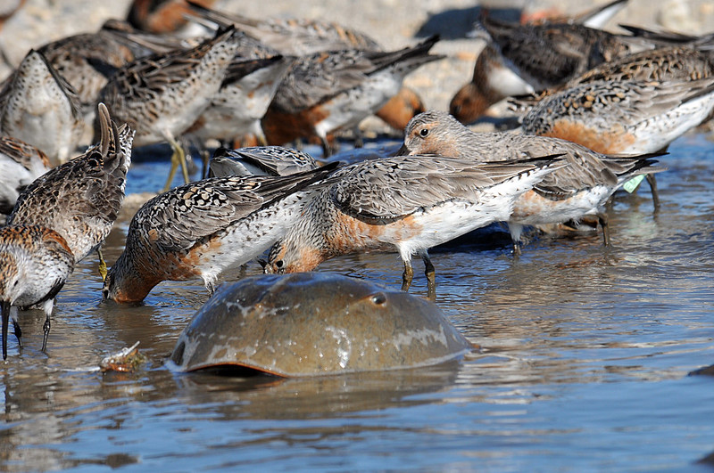 Red Knots Horseshoe Ctabs