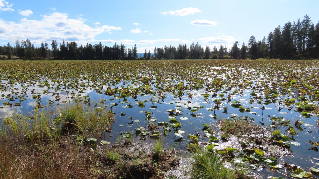 Lake with plants emerging from water