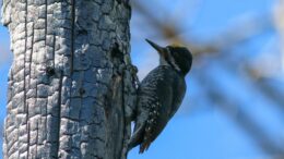 woodpecker on burned tree