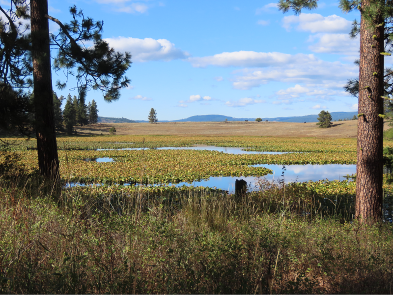 Long distance view of lake.