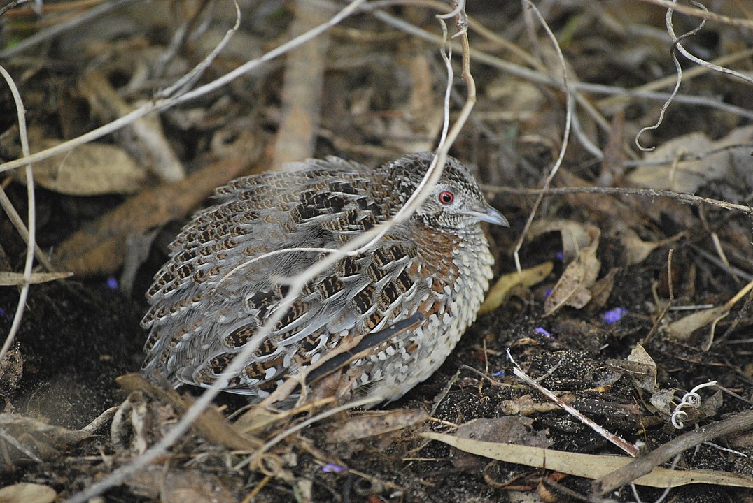 A rounded bird sits in the undergrowth