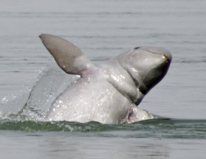 An Irrawaddy dolphin jumping in the Mekong River