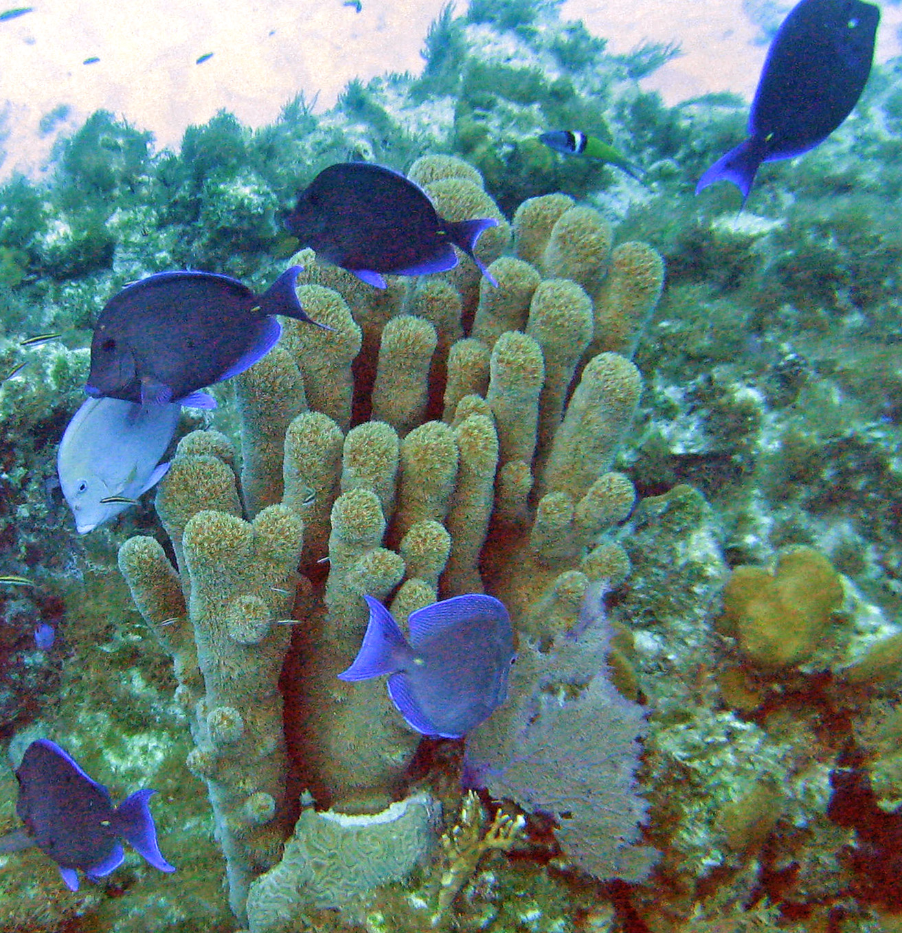 Pillar corals