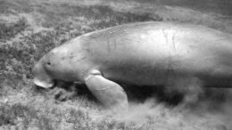 A dugong in sea grass in Marsa Abu Dabbab