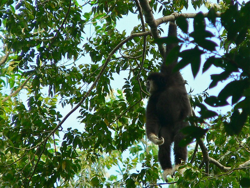 A gibbon hangs from a branch