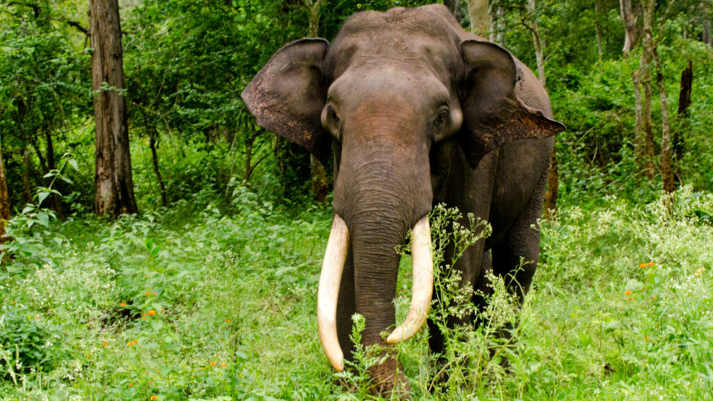 An elephant stands in a field of trees and vegetation.