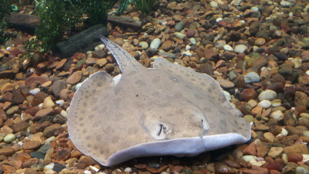A flat stingray swims along a rocky bottom.
