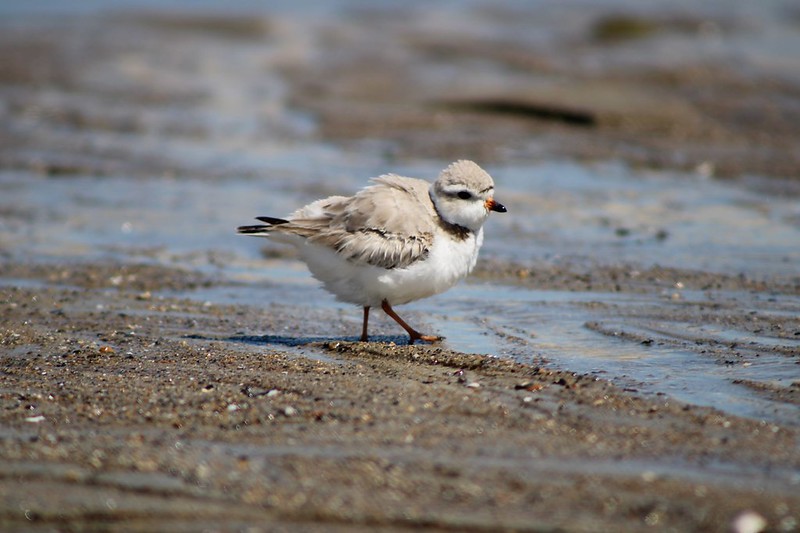 Piping plover on a beach
