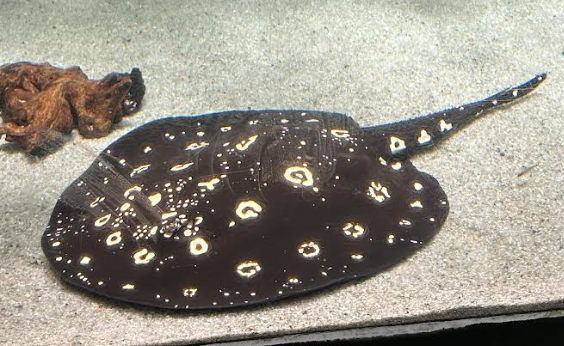 A Potamotrygon leopoldi at the National Aquarium’s Amazon tank, Baltimore, Maryland. Photo taken by the author.