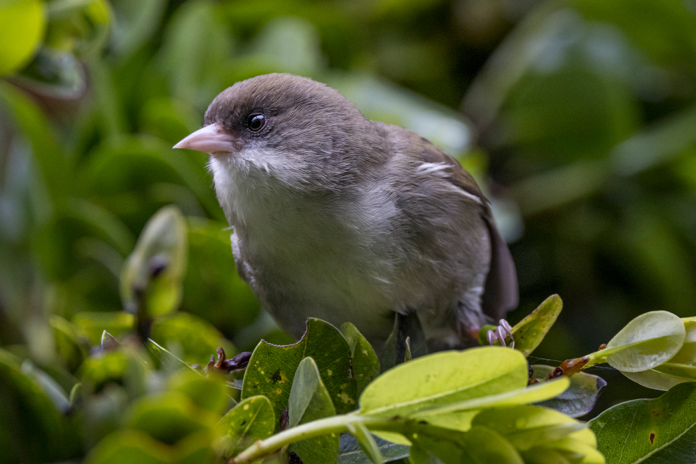 Species Spotlight ʻAkikiki On the Brink • The Revelator