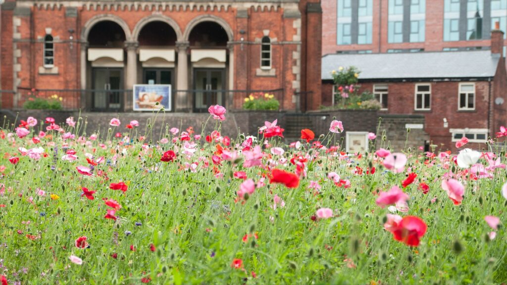 Flowers in meadow with urban buildings in background.