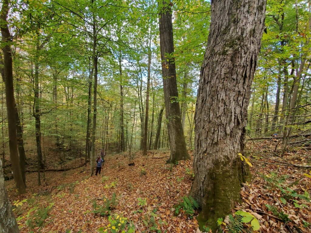 Trees with green leaves.