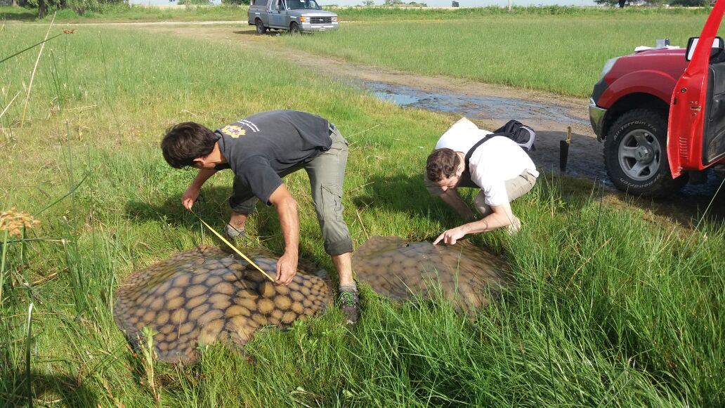 Two men measure stingrays on shore.