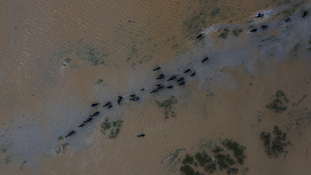 An aerial shot of water buffalo walking through a flooded plane.