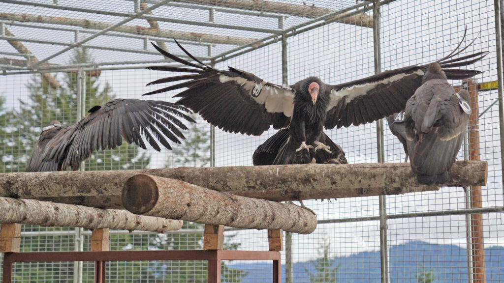 Condors spread their wings