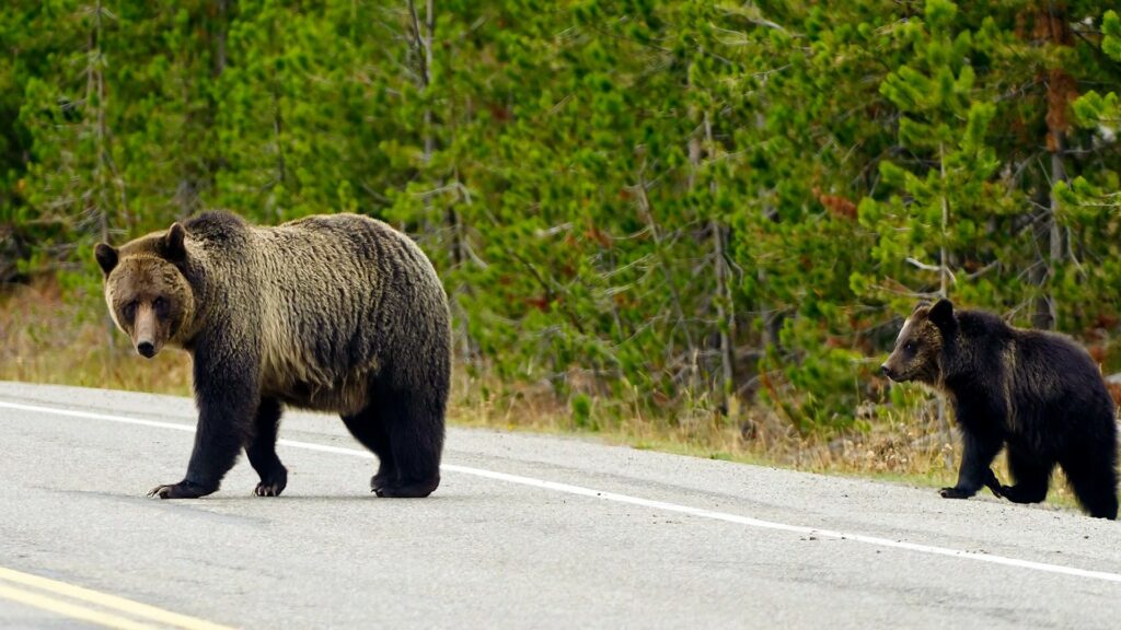 Two bears crossing road