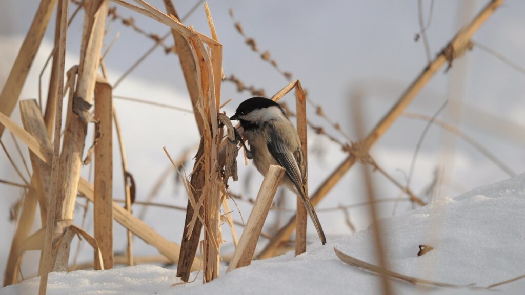 Chickadee on brown grasses in snow.