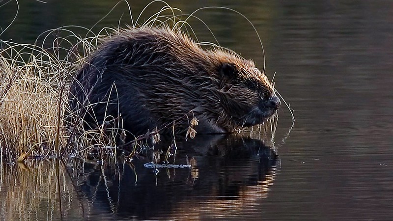 Beaver crouched by water's edge.