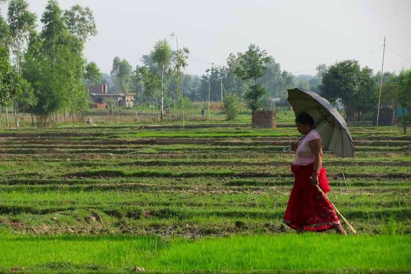 Woman holding sun umbrella walks across green rice paddy.