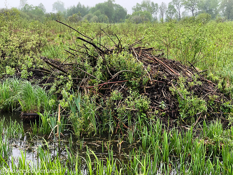 Pile of branches of beaver dam in green wetland.