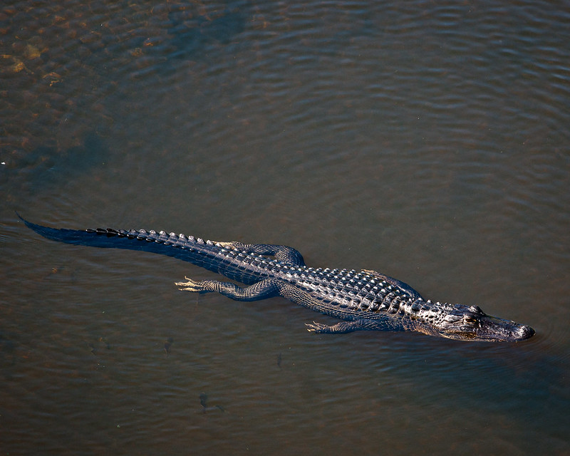 Alligator swimming in the water