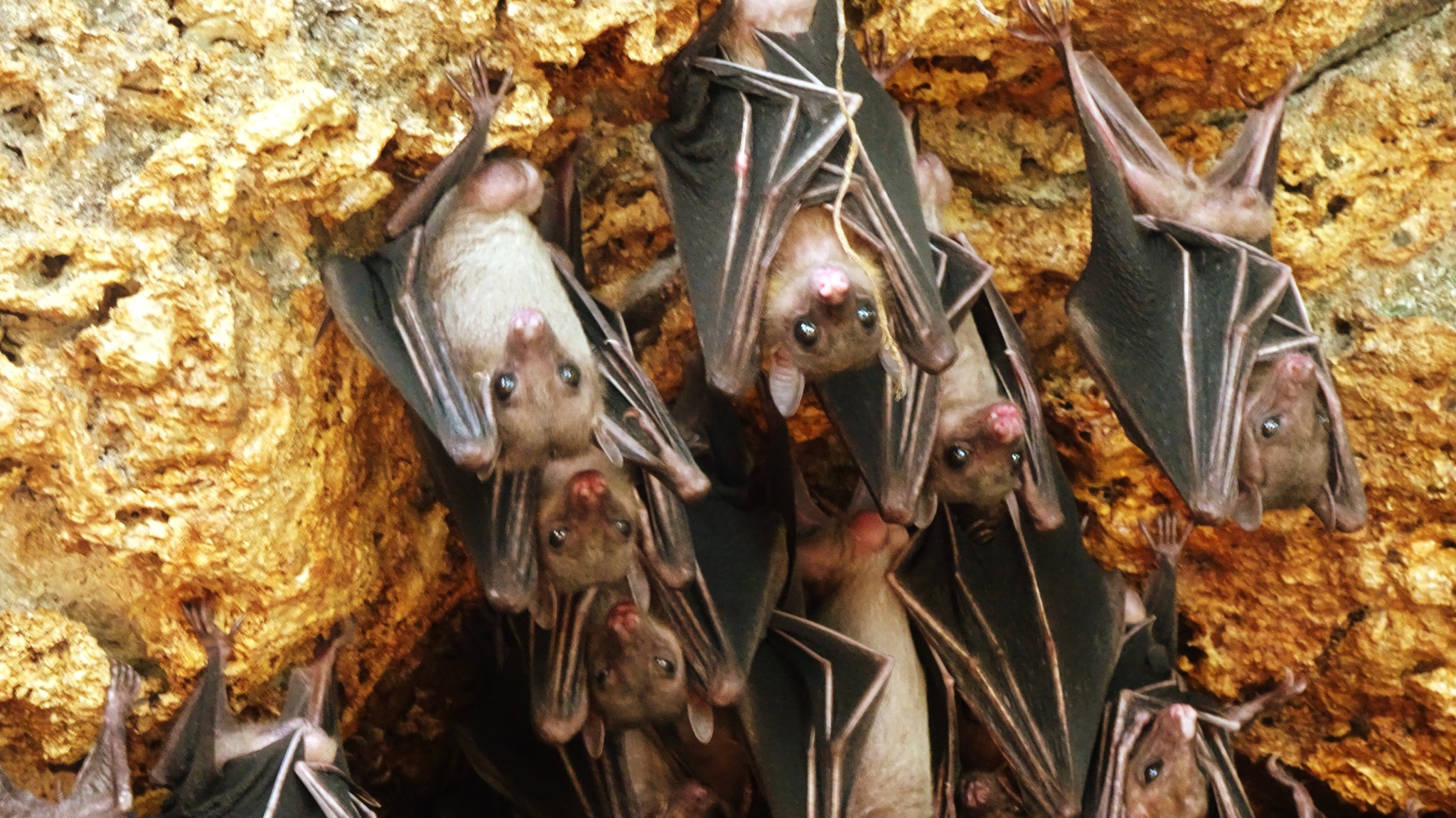 Several cute bats hand upside-down inside a cave.