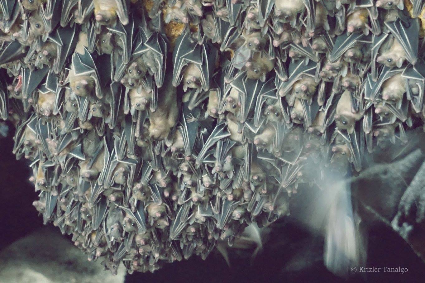Dozens if not hundreds of bats cluster as they hang upside-down inside a cave.