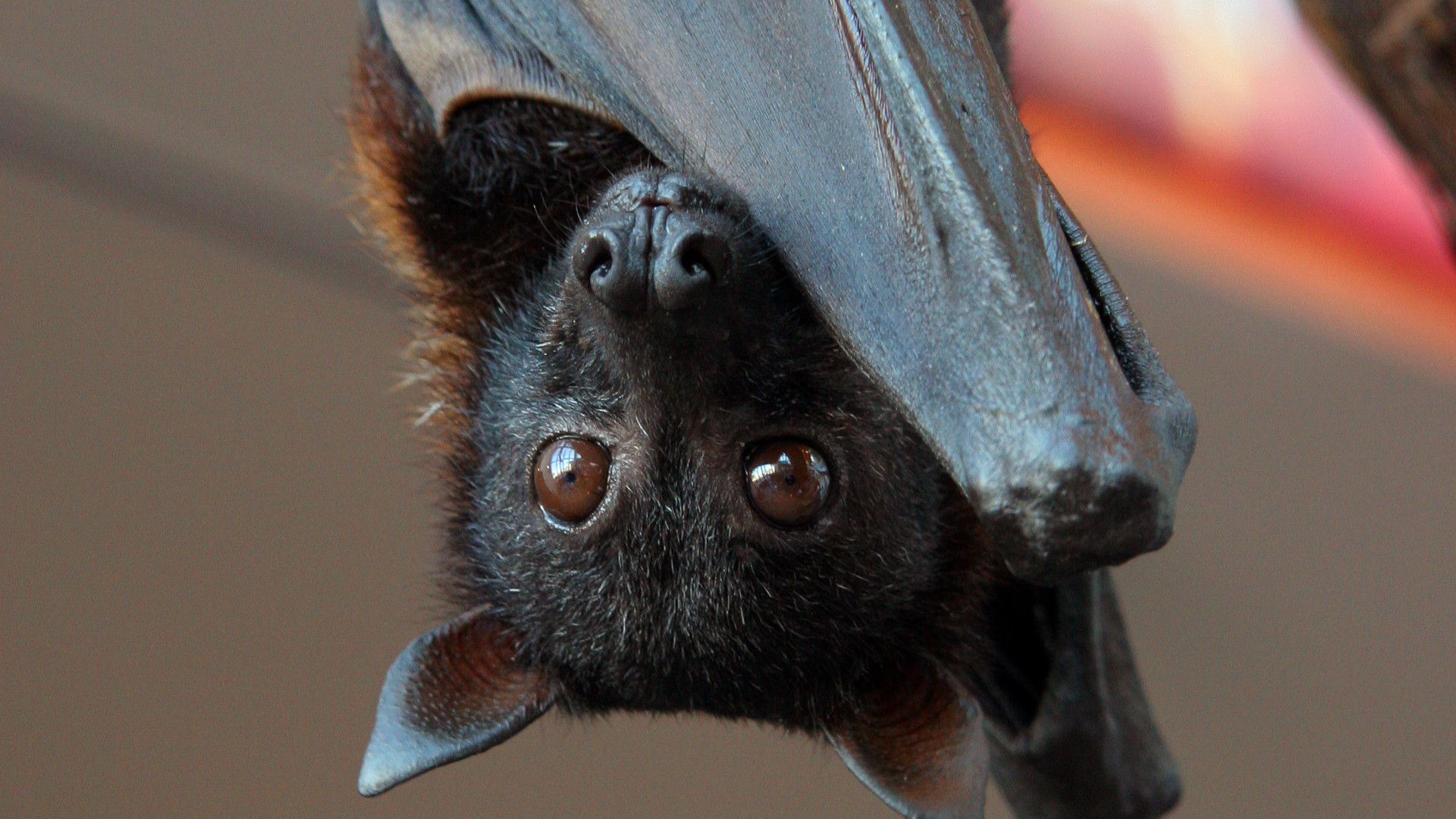 A close-up of a large, furry bat handing upside down.