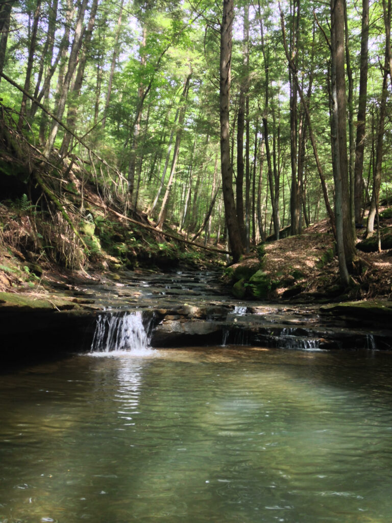 A stream surrounded by greens