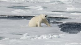 Polar bear on sea ice