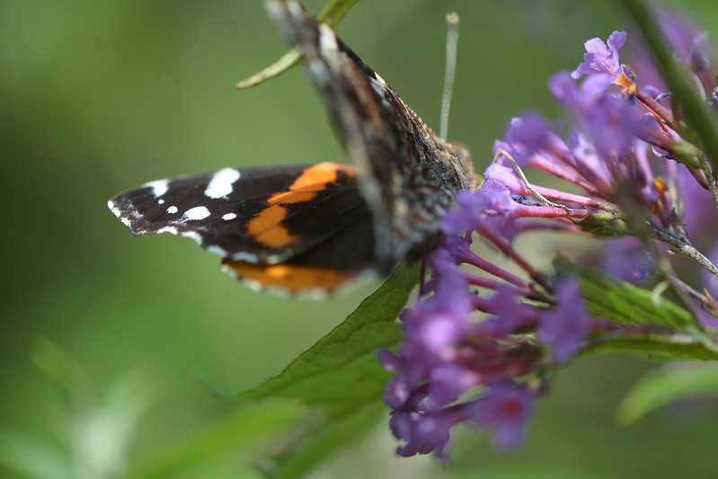 Butterfly with brown wings with orange and white markings on a purple flower.