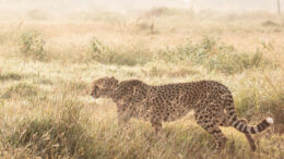 A cheetah stands on a sunny, grassy plain