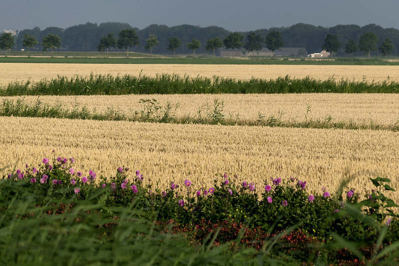 Fields of wheat with strips of green and pink flowers.