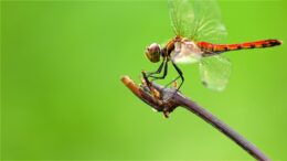 Dragonfly with reddish colored body on a twig.