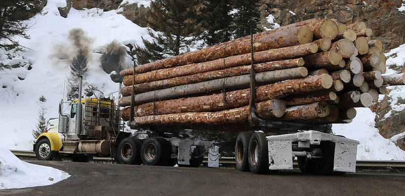 Truck stacked with cut trees.