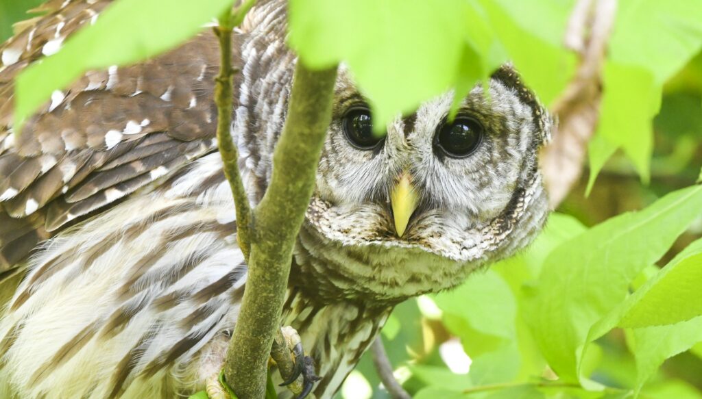 Close up of owl in the branches of a tree