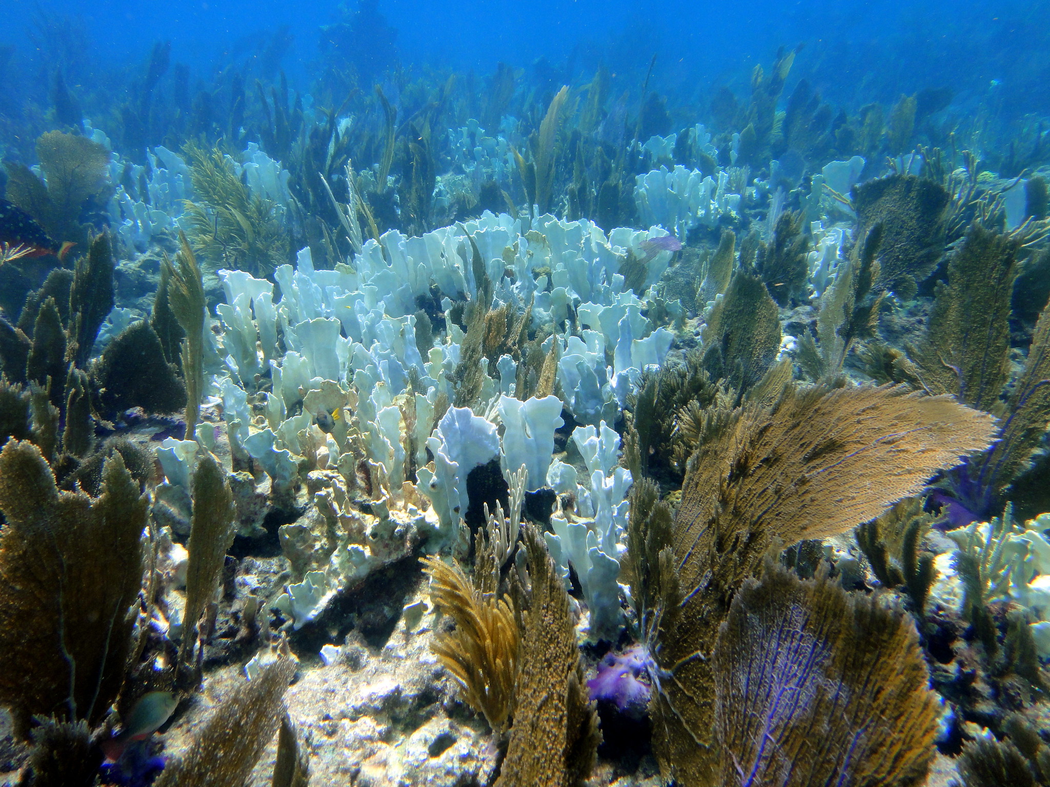 Coral Bleaching Crisis – National Geographic Education Blog