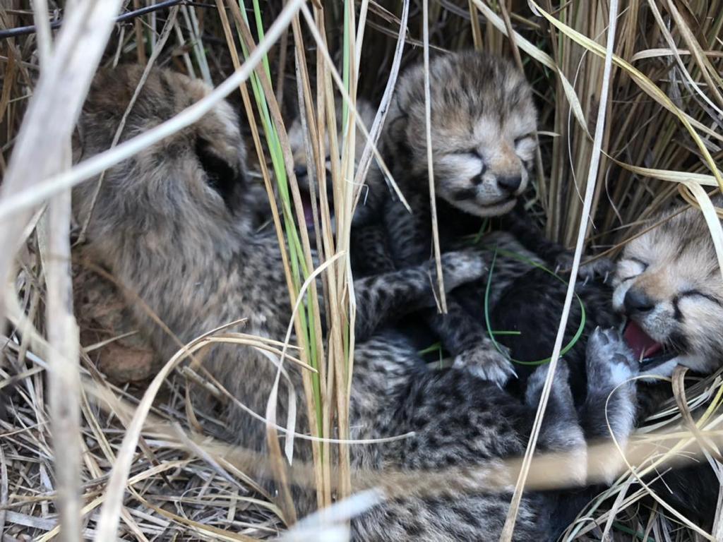 Tiny newborn cheetah cubs in the grass
